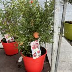 Granátové jablko (Punica granatum) ´WONDERFUL´ - výška 30-50 cm, kont. C2,6L - BONSAJ (DECO MISA)